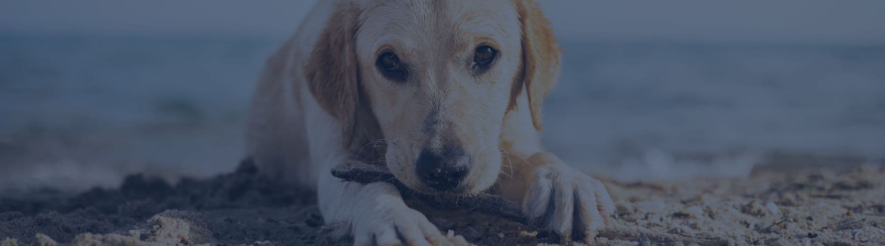 Pet Friendly Rentals